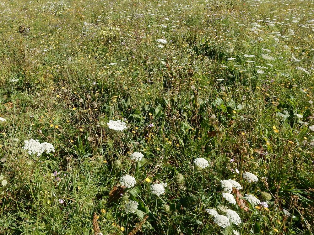 Informatieavond natuurbeleidsplan op 30 oktober