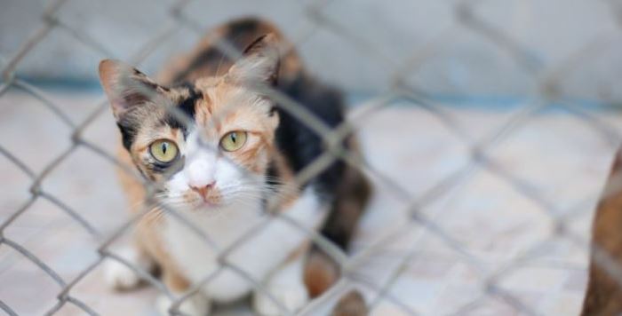 Dierendag, ook voor de Rijswijkse asieldieren