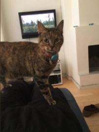 Waar is poes Fara, ze wordt nog steeds vermist (delen graag)