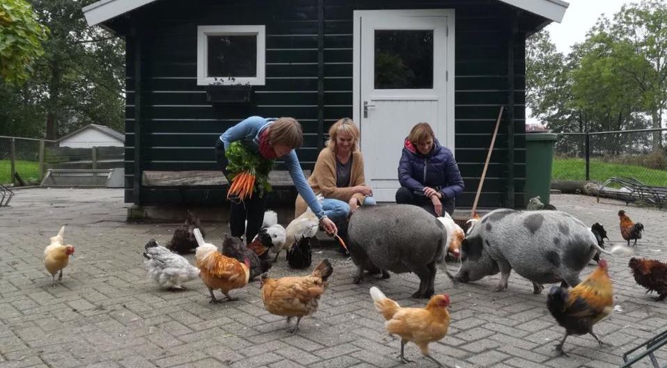 Buurtfunctie van kinderboerderij De Drassige Driehoek