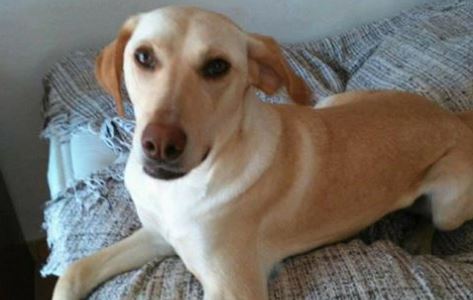 Hond zwerft al tijdje rond, dierenambulance bellen