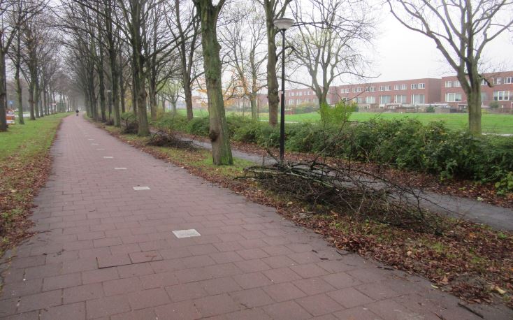 Riiswijks groen wordt gesnoeid