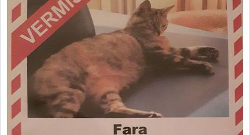 Na 7 weken is poes Fara terug