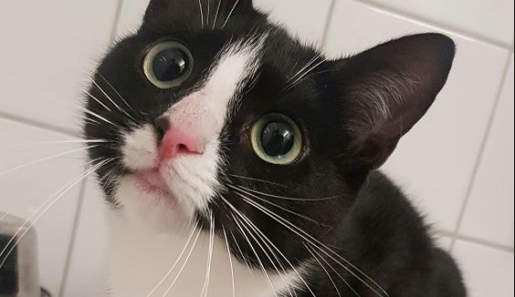 Zwart-witte poes gevonden in Rijswijk