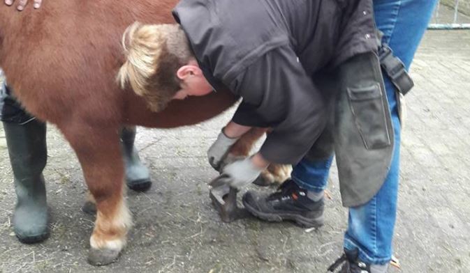 Rijswijkse Pony’s klaar voor de winter