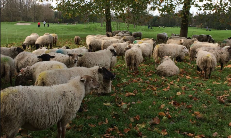 Als er één schaap over de dam is….