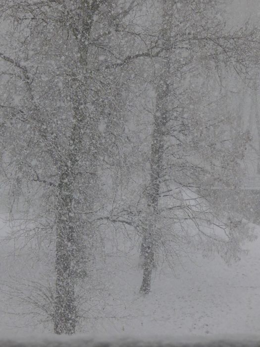 Sneeuwdeken over Pijnacker