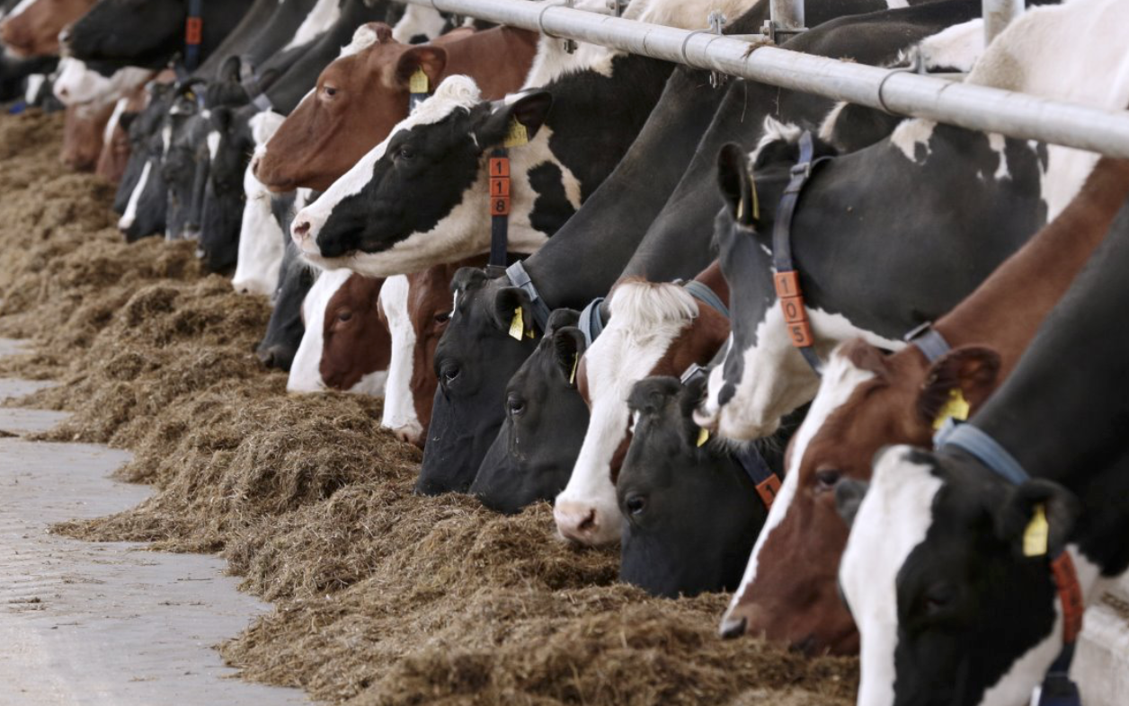Veestapel moet inkrimpen