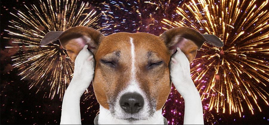 Ingrid Vos: ‘Denk ook aan alle honden’