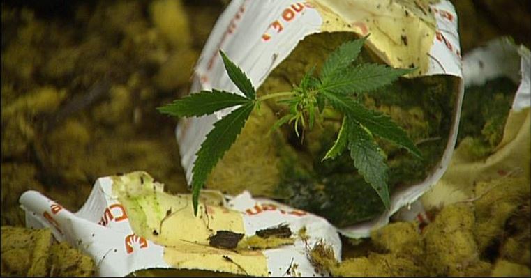 Wietplantage Hoogkamerlaan wordt geruimd