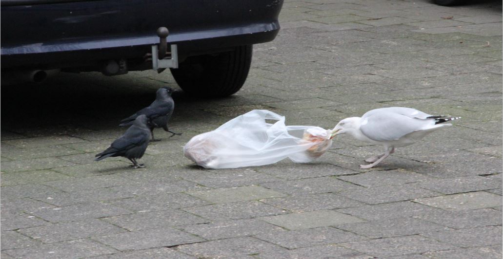 Van kraaien en meeuwen naar bruine ratten