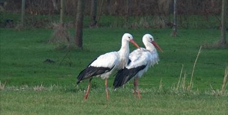 Ooievaar overwinteren in Rijswijkse park