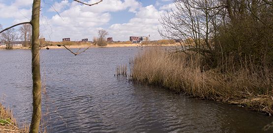 Natuureilanden in Plas van Van Buijsen