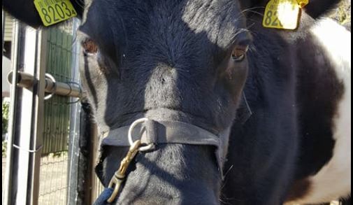 [VIDEO] Kalfje geboren bij Kinderboerderij Het Akkertje