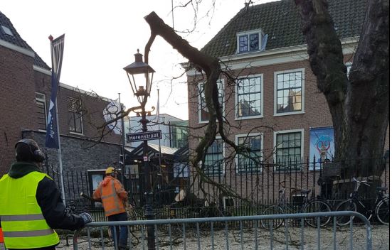 De zaag gaat in 200 jaar oude kastanjeboom