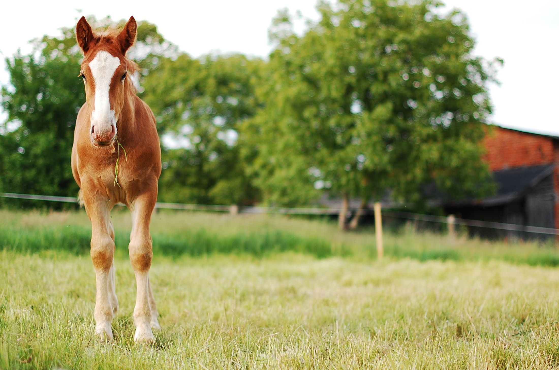 PvdD: meer aandacht voor paardenwelzijn