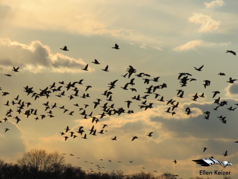 Ellen Keizer wint fotowedstrijd ‘dieren in de natuur’