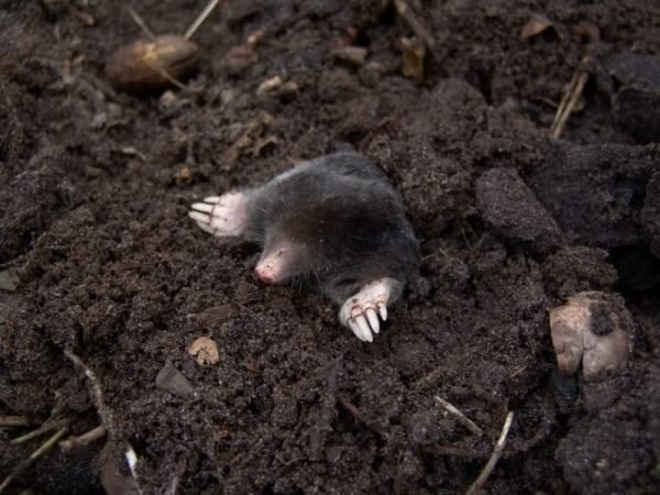 Ode aan de mol
