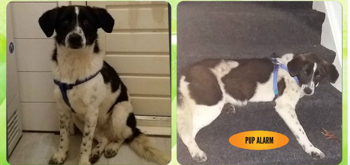 Dice is vermist in Rijswijk