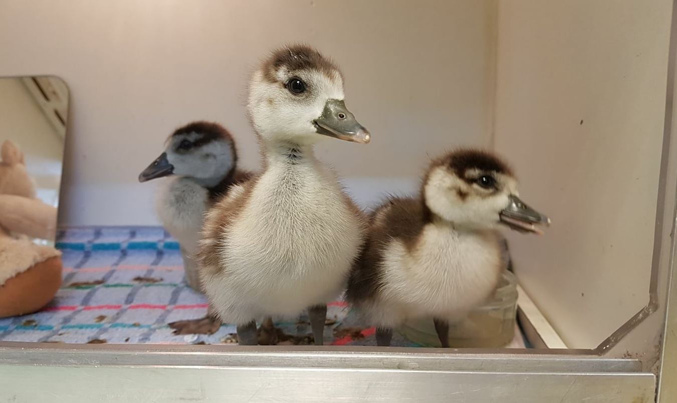 Vogelopvang De Wulp: Bijvoeren van de tuinvogels