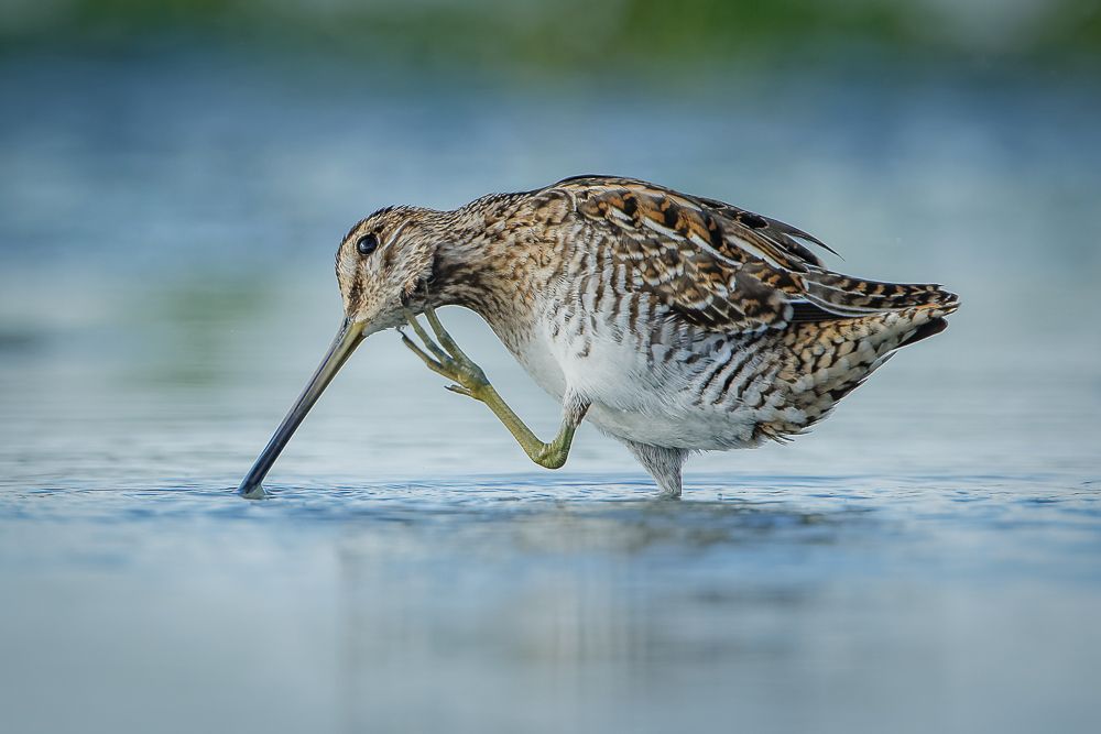Wedstrijd De mooiste natuurfoto’s uit 2018