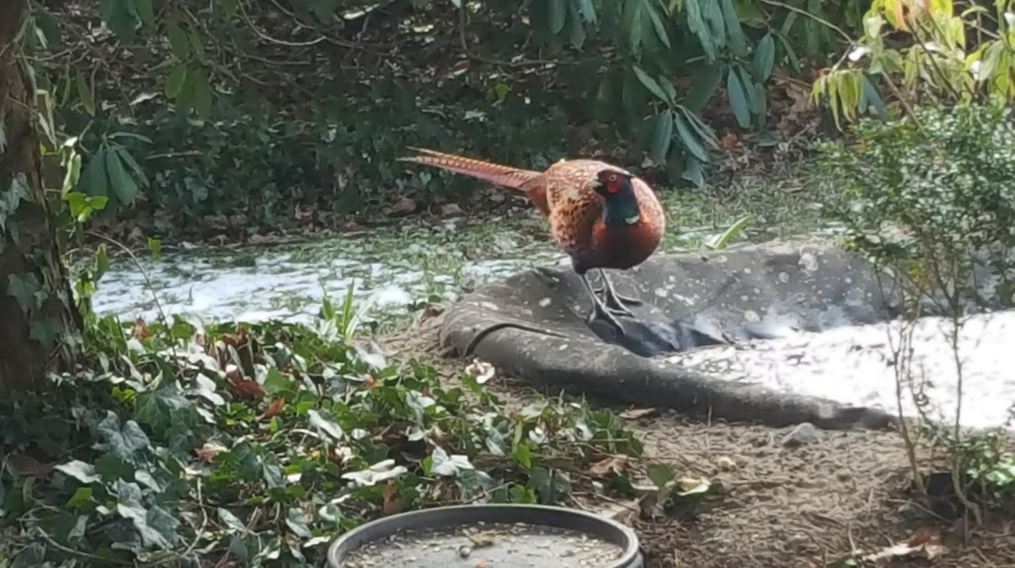 De ‘Famous Grouse’ terug in Rijswijk