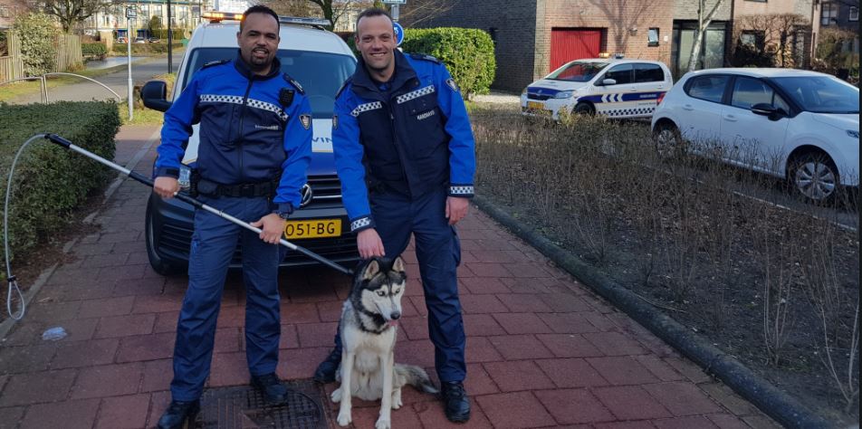 Handhaving houdt loslopende Husky aan