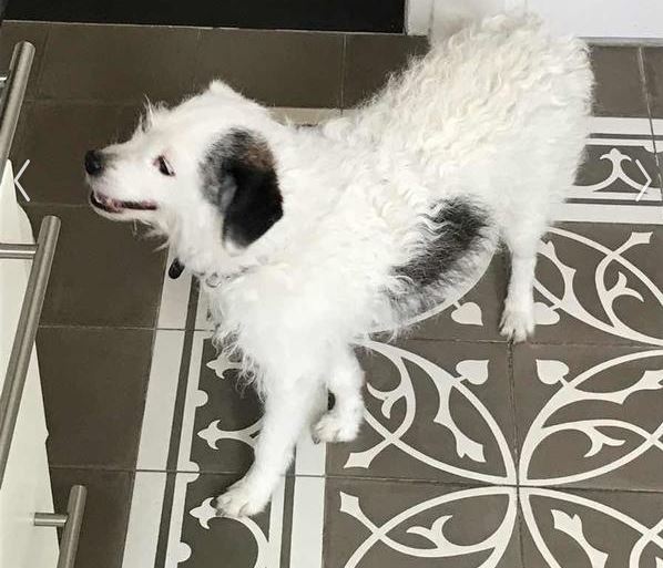 Hondje gevonden in Leeuwendaal