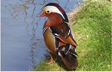 Mandarijneend in park Steenvoorde