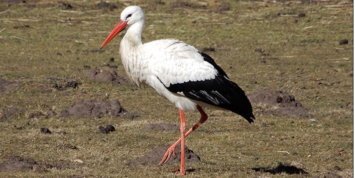 De Natuur floreert in Park De Voorde