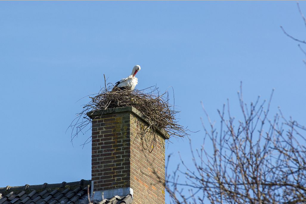 VIDEO: Ooievaars paren en beschermen nest