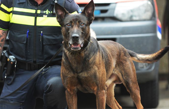 Diensthond ‘Harrie’ spoort daders op
