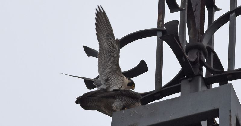 Weer jonge slechtvalken in Stadhuistoren ?