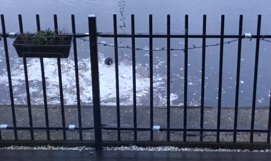Gemeente haal piepschuim uit de Rijswijkse haven