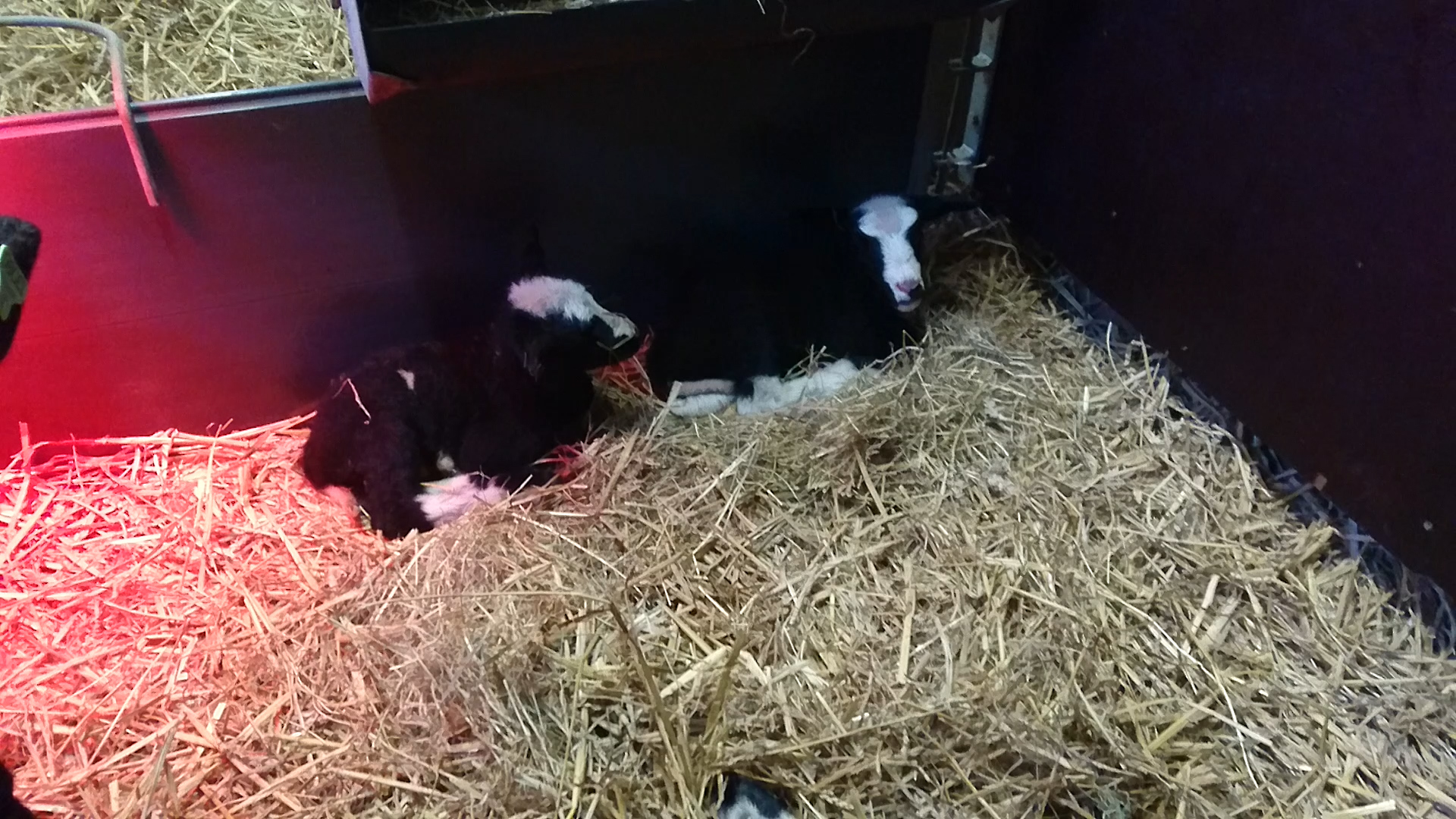 VIDEO: Lammetjes geboren bij het Akkertje