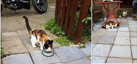 Van wie is deze hongerige poes