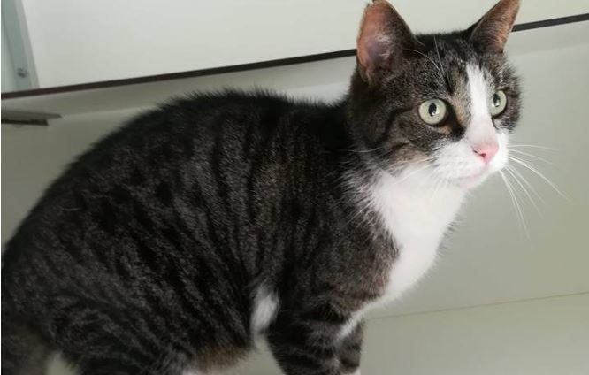 Kater gevonden op Colijnlaan