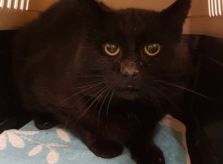 Van wie is deze zwarte kater