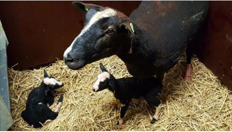 Eerste twee lammetjes geboren bij ‘Akkertje