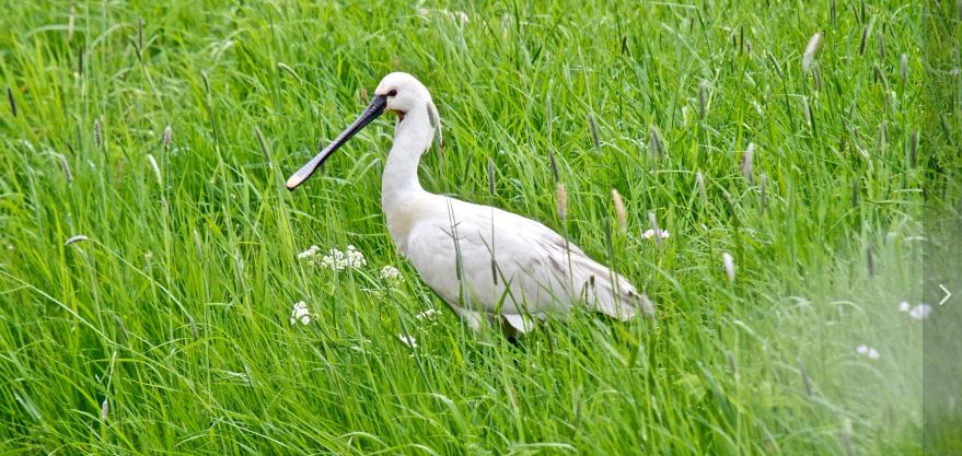 Lepelaar gespot in Rijswijk