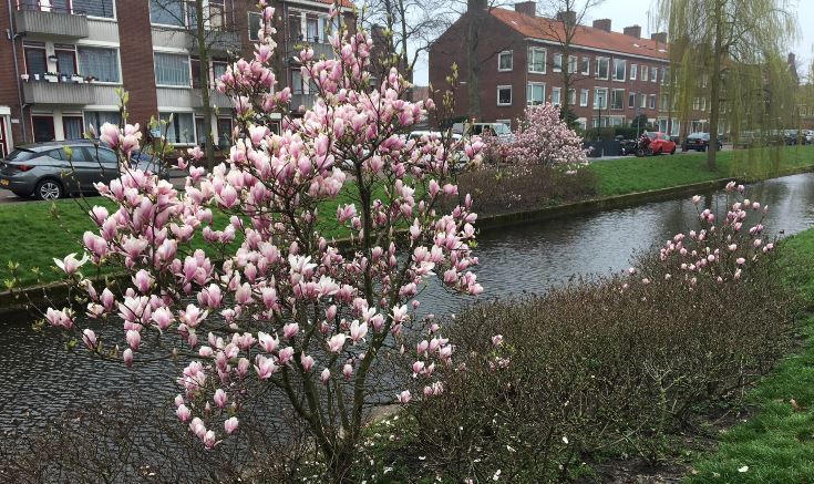 Magnolia vol in de bloei