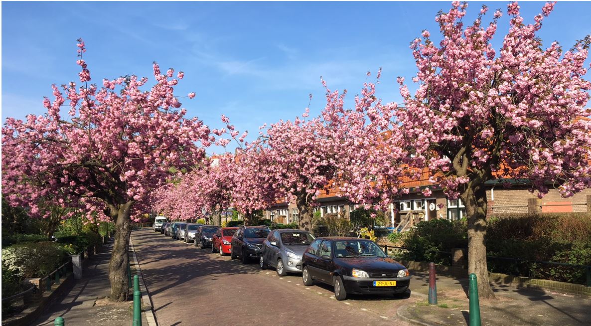 Wat een mooi Meidoornstraat