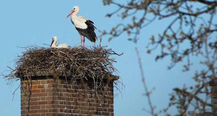 Rijswijkse ooievaars genieten van het voorjaar