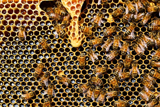 Inzaaien bijenstrook bij Groene Keijzer