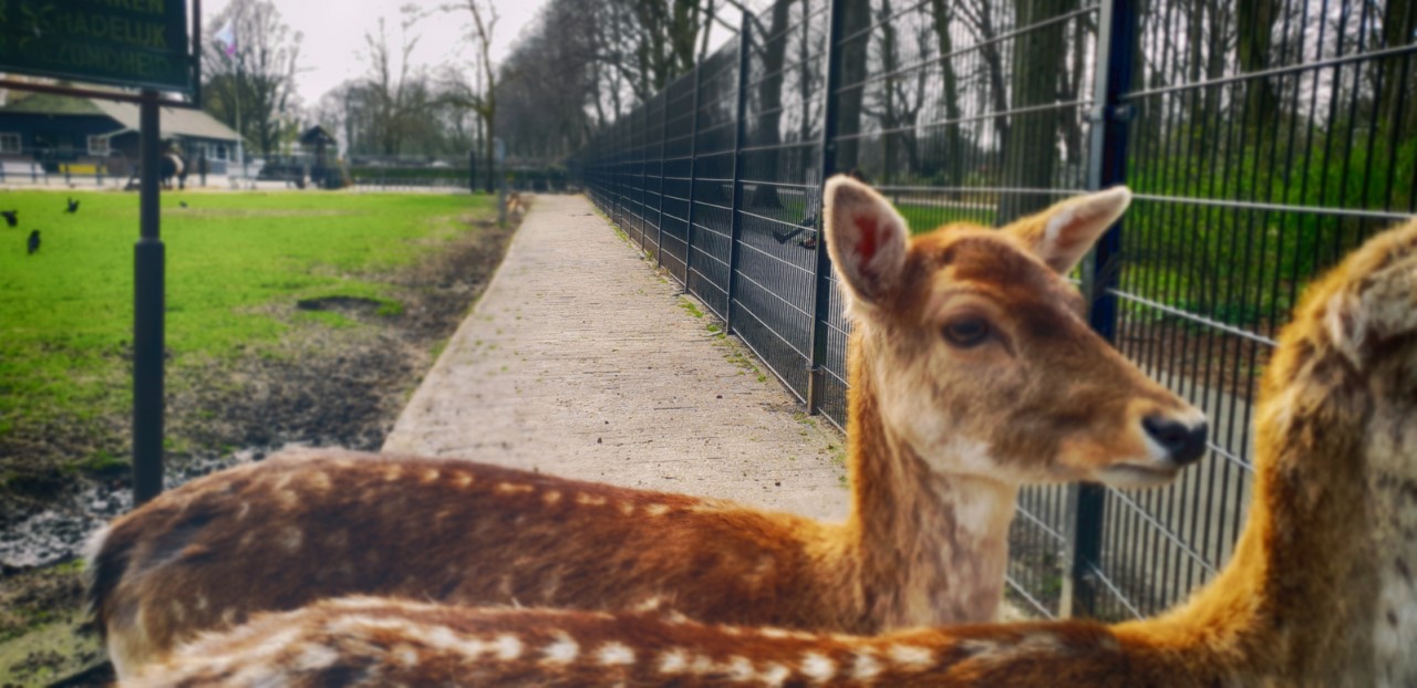 Nieuwsgierige bewoners van ‘t Akkertje