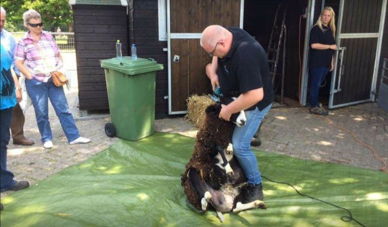 Schaapscheerdersfeest bij kinderboerderij Het Akkertje