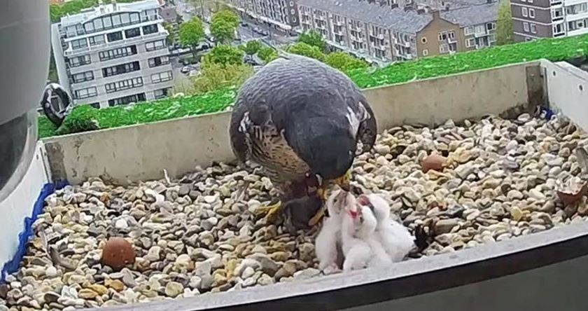 Kuiken drie kruipt uit het ei