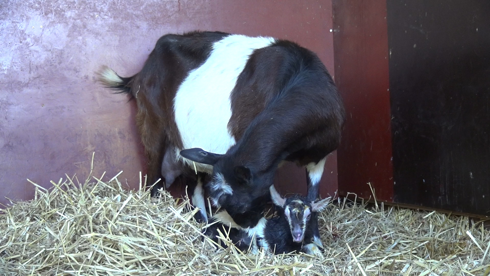 VIDEO: Jonge lammetjes en geitjes bij Akkertje