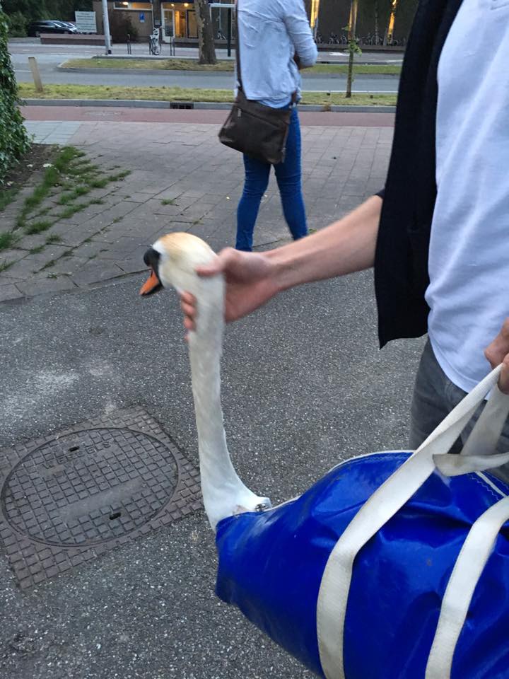 Ingegrepen bij zwanen gevecht