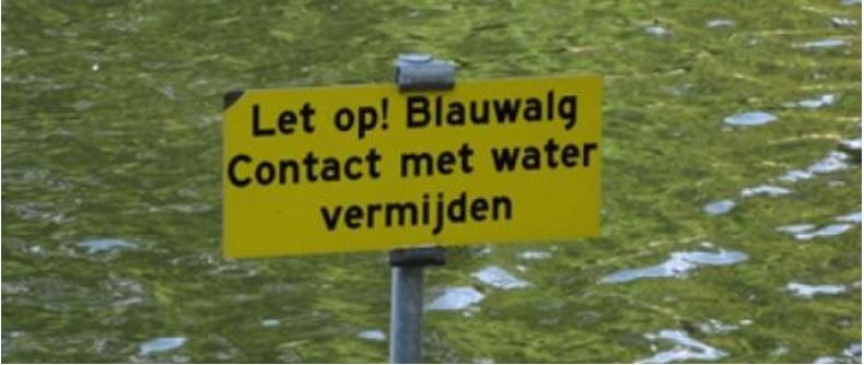 Blauwalg in de Dobbeplas